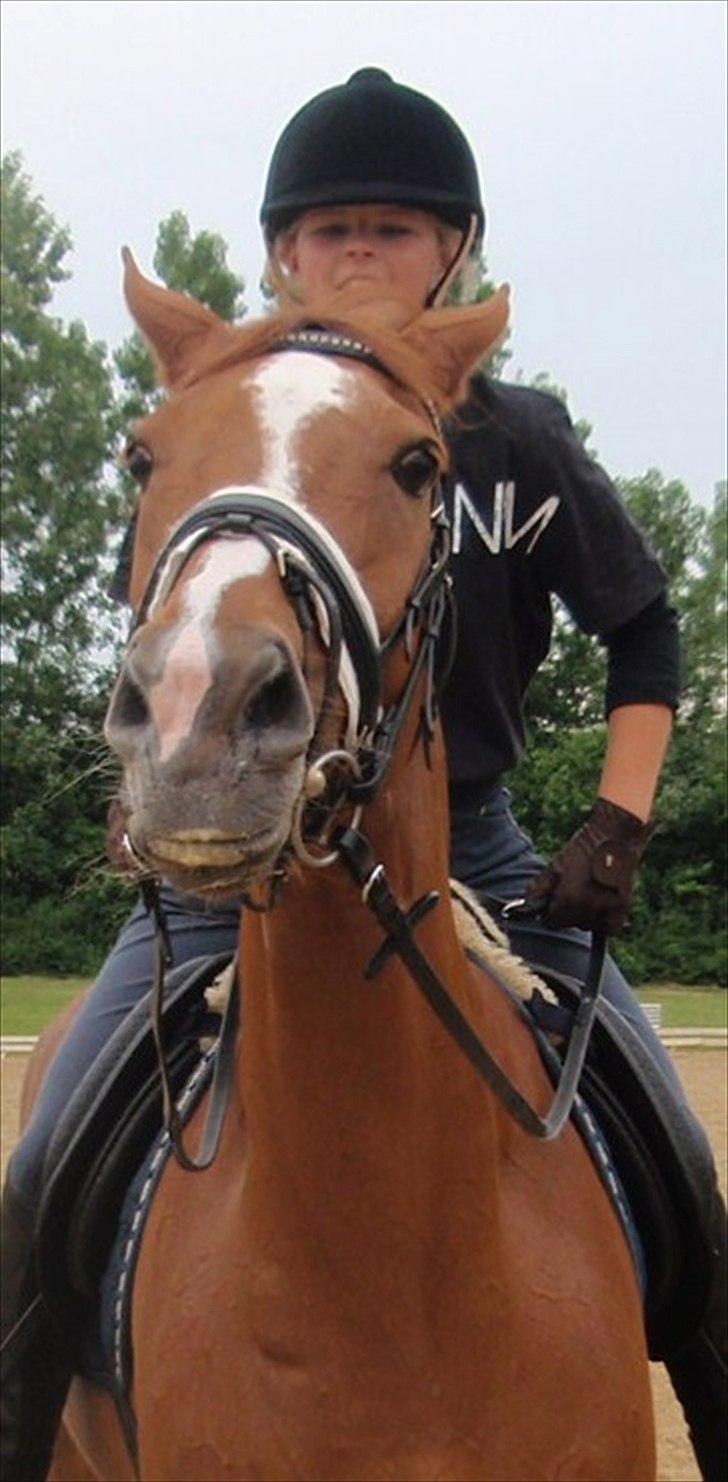 Fuldblod (XX) Cadence - Kaj, i et af sine gyldne øjeblikke :-) billede 11