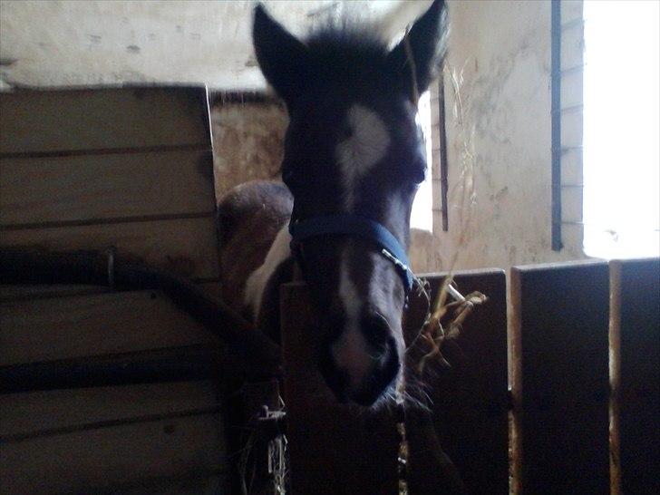 Anden særlig race Frida fra Toftgård (solgt) - Kommer du med mad nu ? billede 8