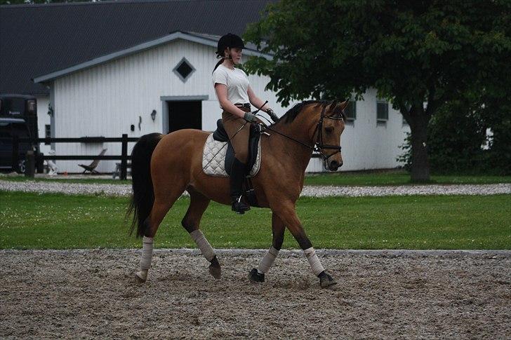 Hollandsk Sportspony Jurriaan. ~solgt~:´(  billede 8