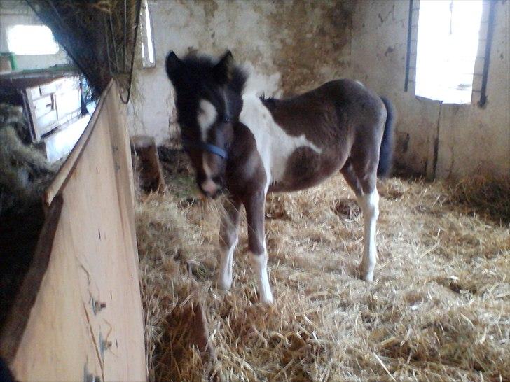 Anden særlig race Frida fra Toftgård (solgt) billede 9