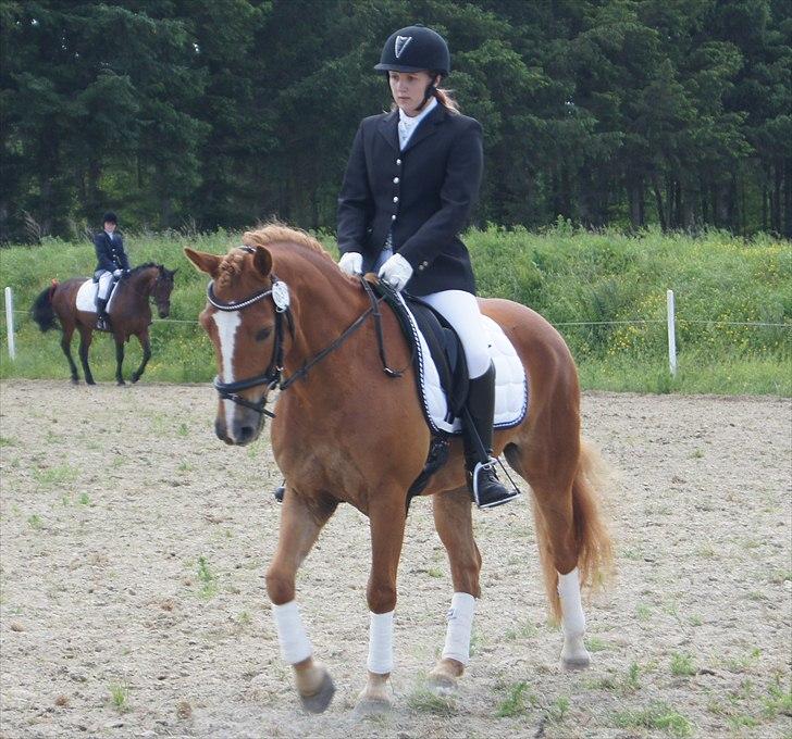 Anden særlig race Ning billede 12