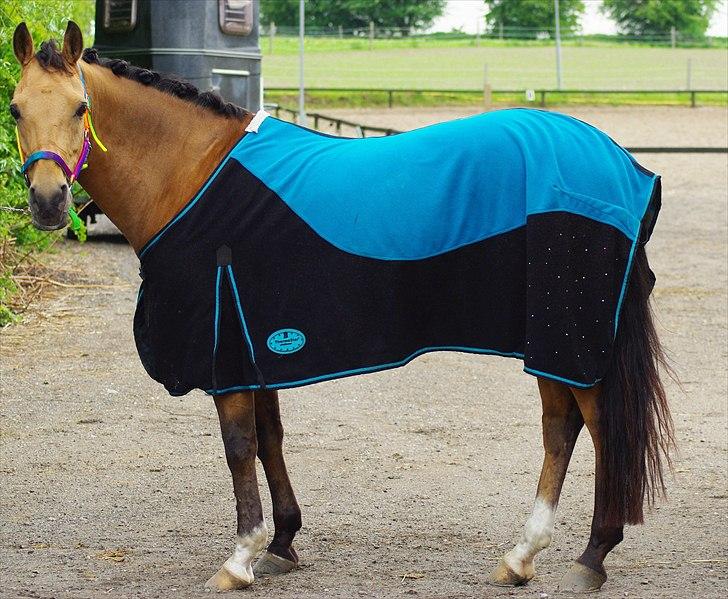 Hollandsk Sportspony Jurriaan. ~solgt~:´(  billede 14