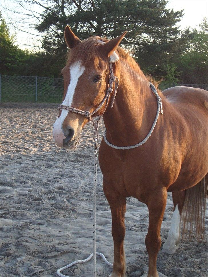 Anden særlig race WhiteSocks - en dag mig og Cirkel lavede harsemanchip med Sokke og Magnum i like, 2½ time (: billede 8