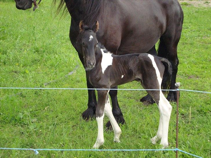 Tobiano Friesian Lancelot 1 PRÆMIE VED KÅRINGEN 24 marts 2012 bilun billede 9
