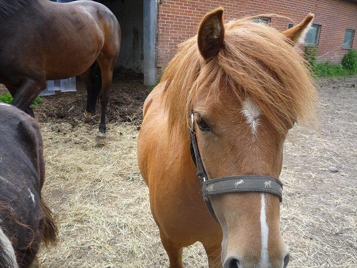 Anden særlig race flika  billede 1