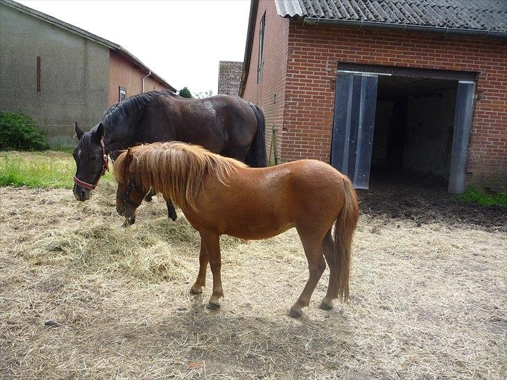 Anden særlig race flika  billede 3