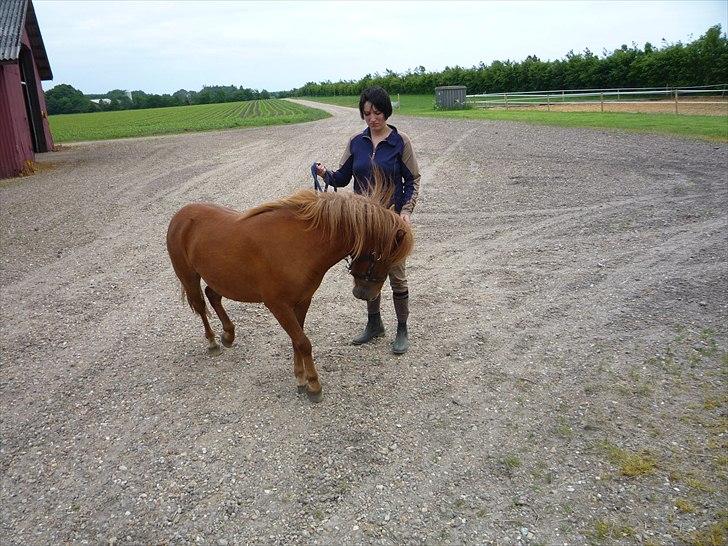 Anden særlig race flika  billede 4