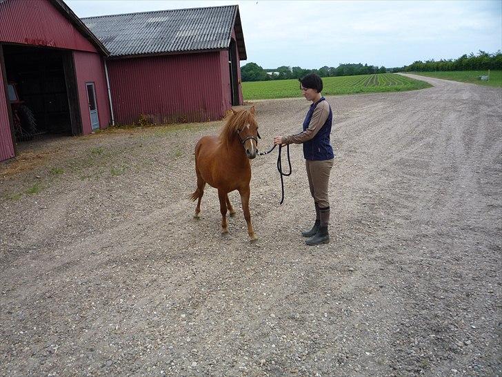 Anden særlig race flika  billede 5
