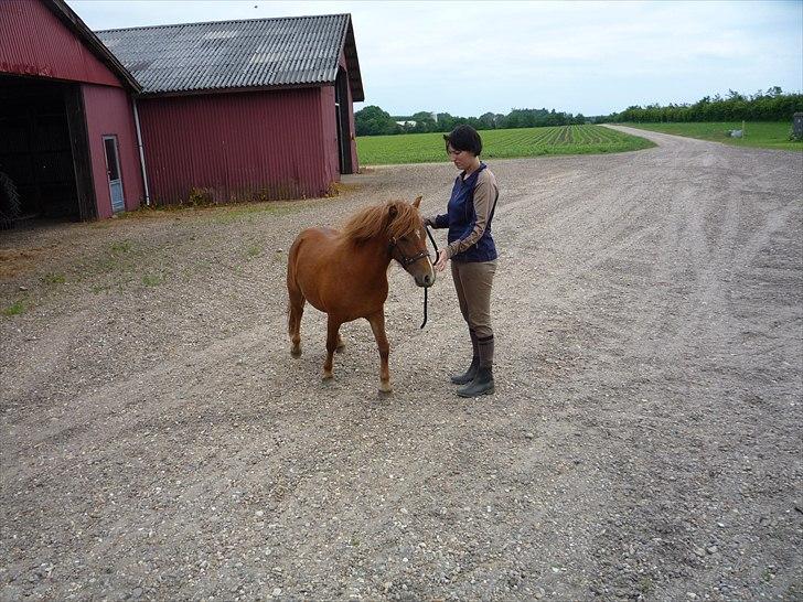 Anden særlig race flika  billede 6
