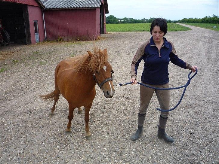 Anden særlig race flika  billede 7