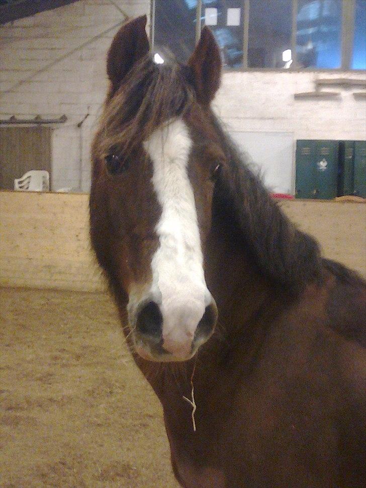 Welsh Cob (sec D) lady billede 1