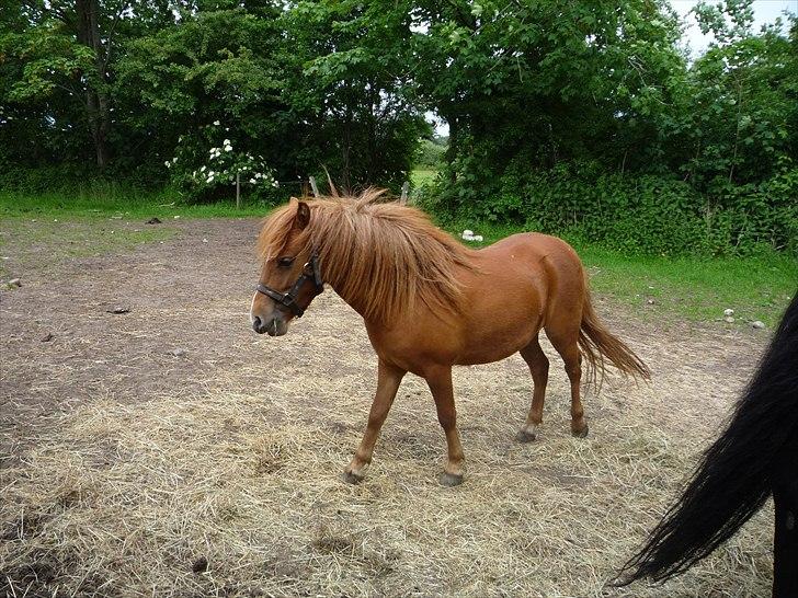 Anden særlig race flika  billede 11