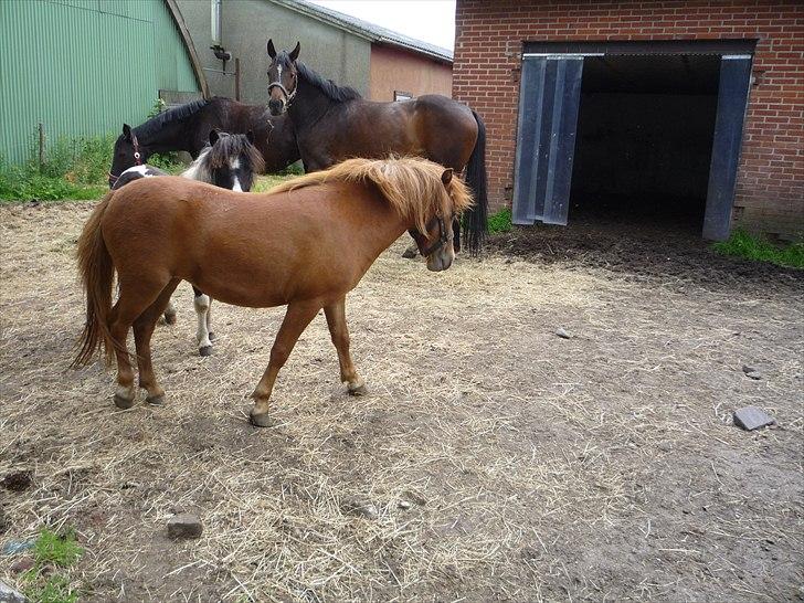 Anden særlig race flika  billede 12