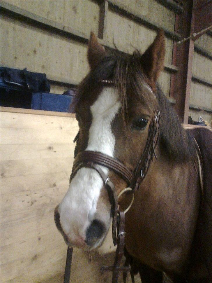 Welsh Cob (sec D) lady billede 6