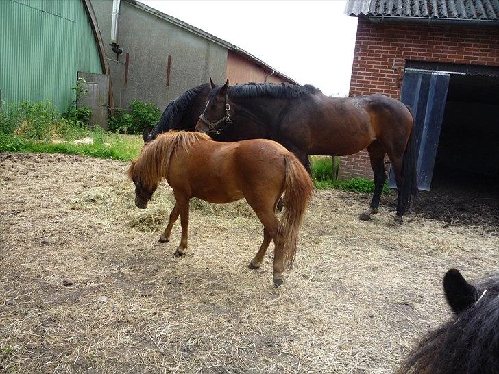 Anden særlig race flika  billede 13