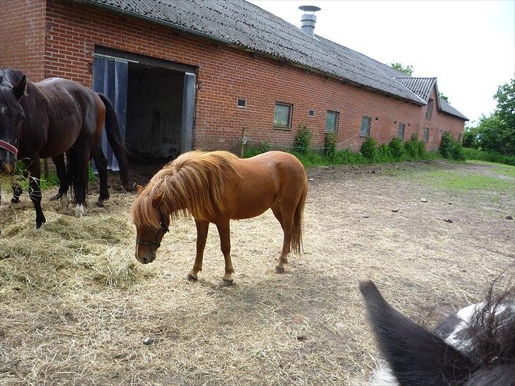 Anden særlig race flika  billede 14