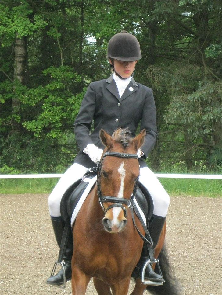 Welsh Pony (sec B) Bakkegårdens Valentin A-pony - Første landsstævne 2011 billede 7