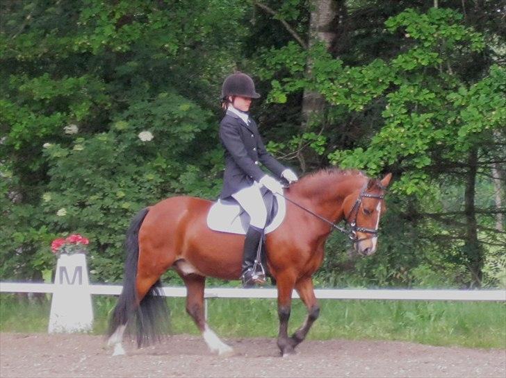 Welsh Pony (sec B) Bakkegårdens Valentin A-pony billede 10