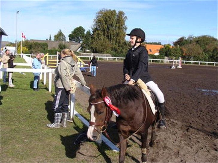 Welsh Cob (sec D) lady billede 10