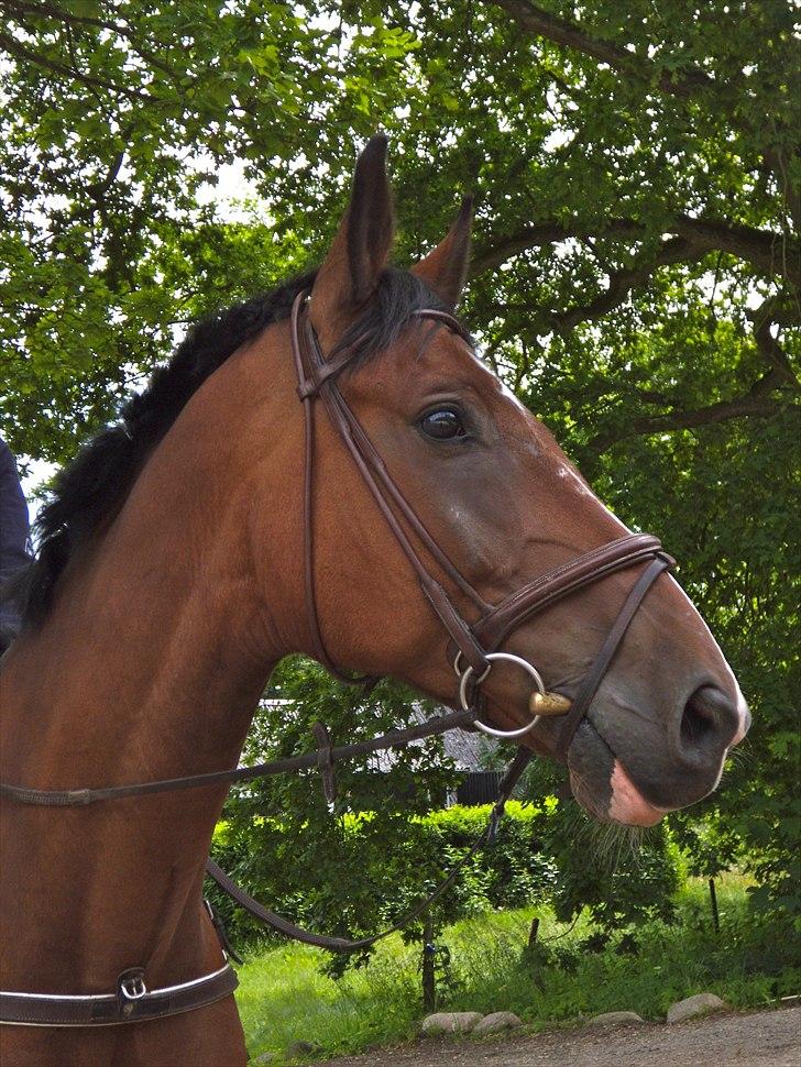 Hollandsk Varmblod Idol  - Velkommen til Idol's profil :) billede 1