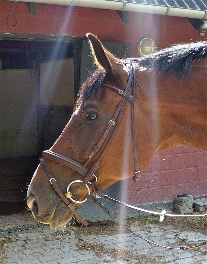 Hollandsk Varmblod Idol  - Smukke hoved! billede 4