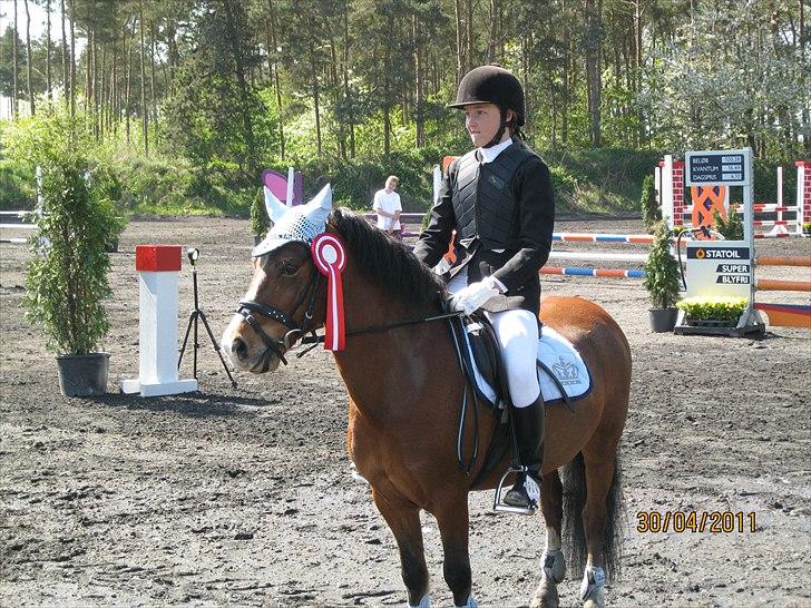 Welsh Pony (sec B) Bakkegårdens Valentin A-pony - Vinder af LB** på Kallehavegård 2011 billede 6