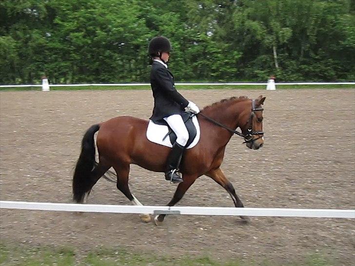 Welsh Pony (sec B) Bakkegårdens Valentin A-pony billede 11