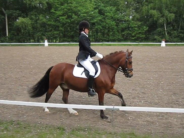 Welsh Pony (sec B) Bakkegårdens Valentin A-pony billede 12