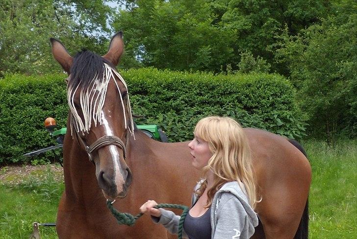 Hollandsk Varmblod Idol  - Vildbassen på vej ind fra fold billede 5