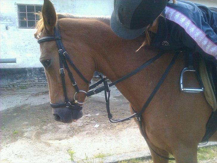 New Forest Jolly's Tanya *solgt* - Du er mit et & alt - jeg elsker dig min lille diamant <3 billede 1