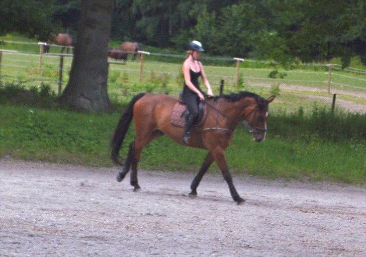 Hollandsk Varmblod Idol  billede 6