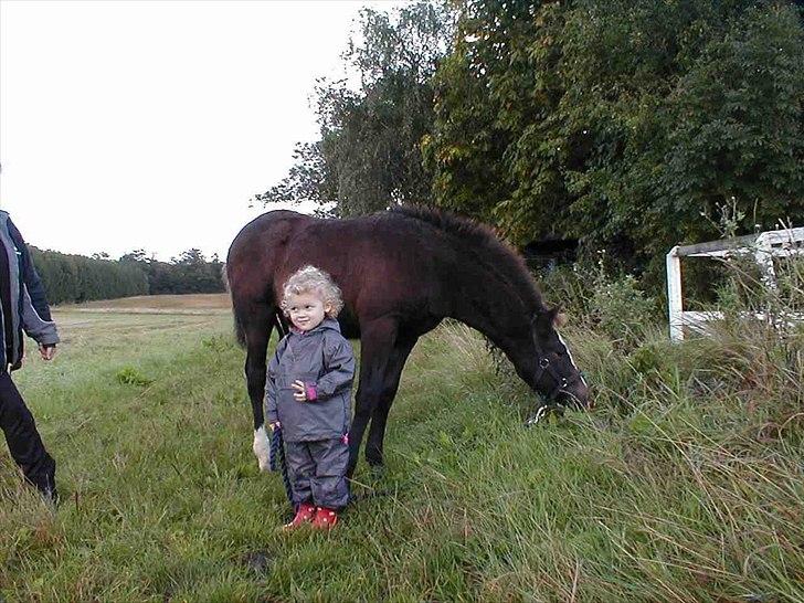 New Forest Lundemarksgaards Lacoste - 17) Mig (3 år) og Laocste 1/2 år:) Så sødt:) billede 17