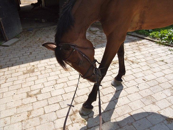 Hollandsk Varmblod Idol  - Uhhh.. det klør ... billede 7