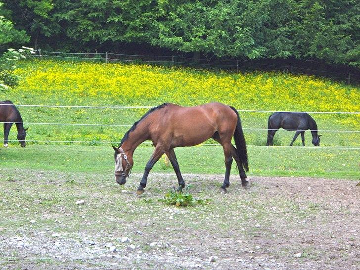 Hollandsk Varmblod Idol  billede 8