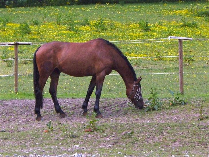 Hollandsk Varmblod Idol  billede 3