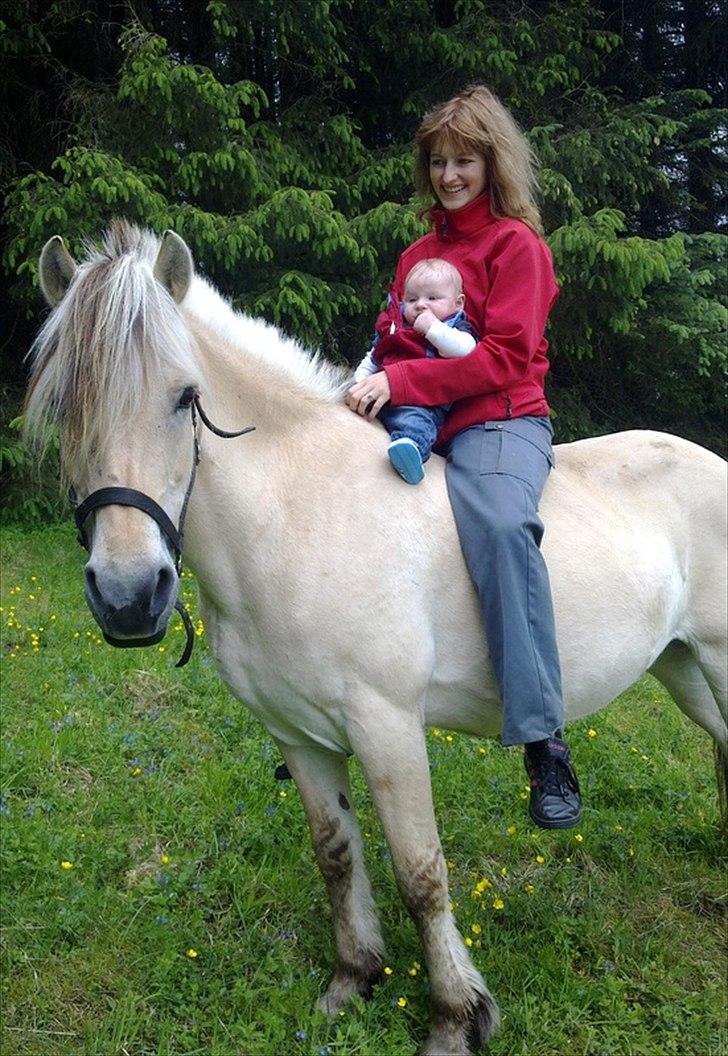 Fjordhest mimose - elsker jer to en god pony og en sød søn dejligt billede 19