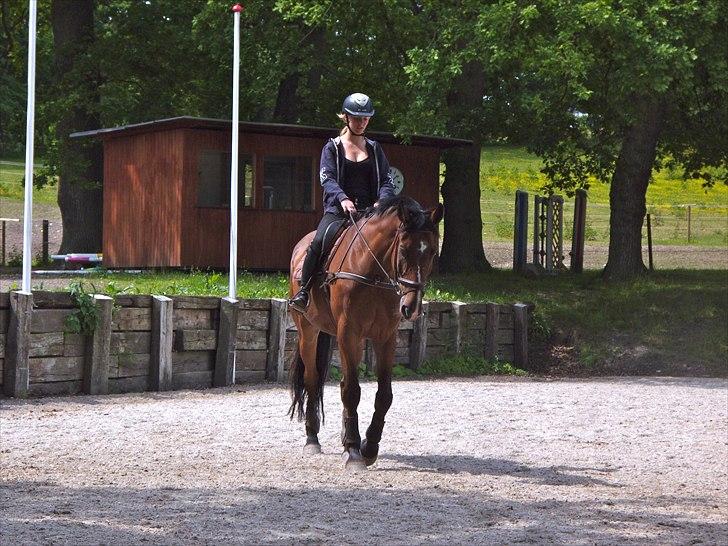 Hollandsk Varmblod Idol  - 3 dag på ryggen af ham billede 2