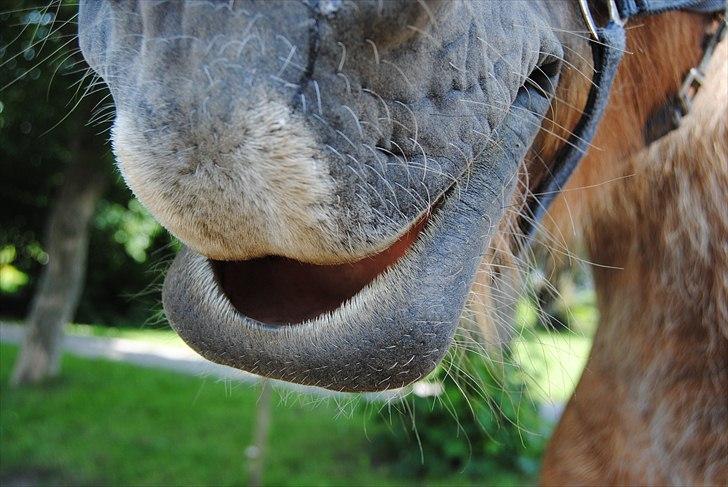 Jyde Østervig Storm P  - Foto: Mig | Når Storm slapper af kan han simpelthen ikke finde ud af og holde læberne samlet :D billede 7
