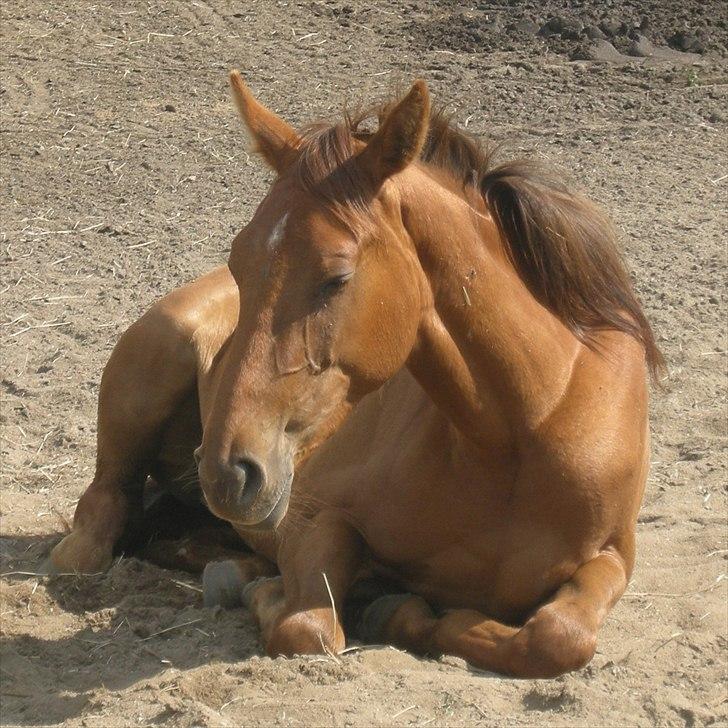 Dansk Varmblod Stagsteds Desire De Revel(Majas) billede 16