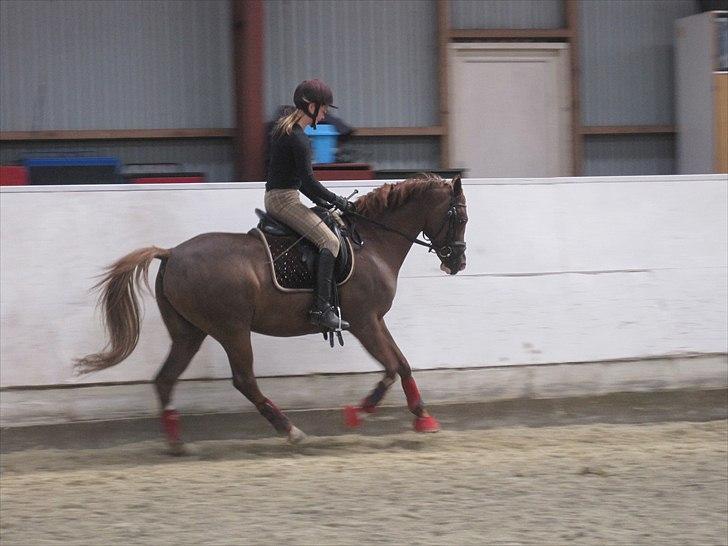 Welsh Pony af Cob-type (sec C) Bolheims Anja billede 17