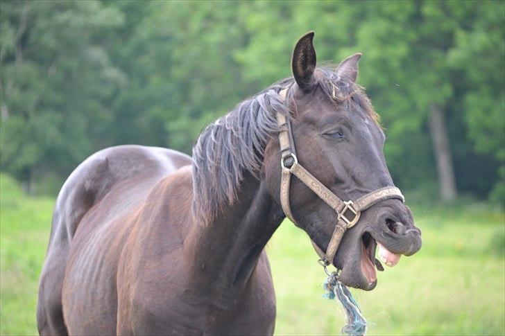 Oldenborg Brendstensgårds Charmør - Lille trætte Charme! :D Fotograf: Caroline Kolditz (Mig) billede 9