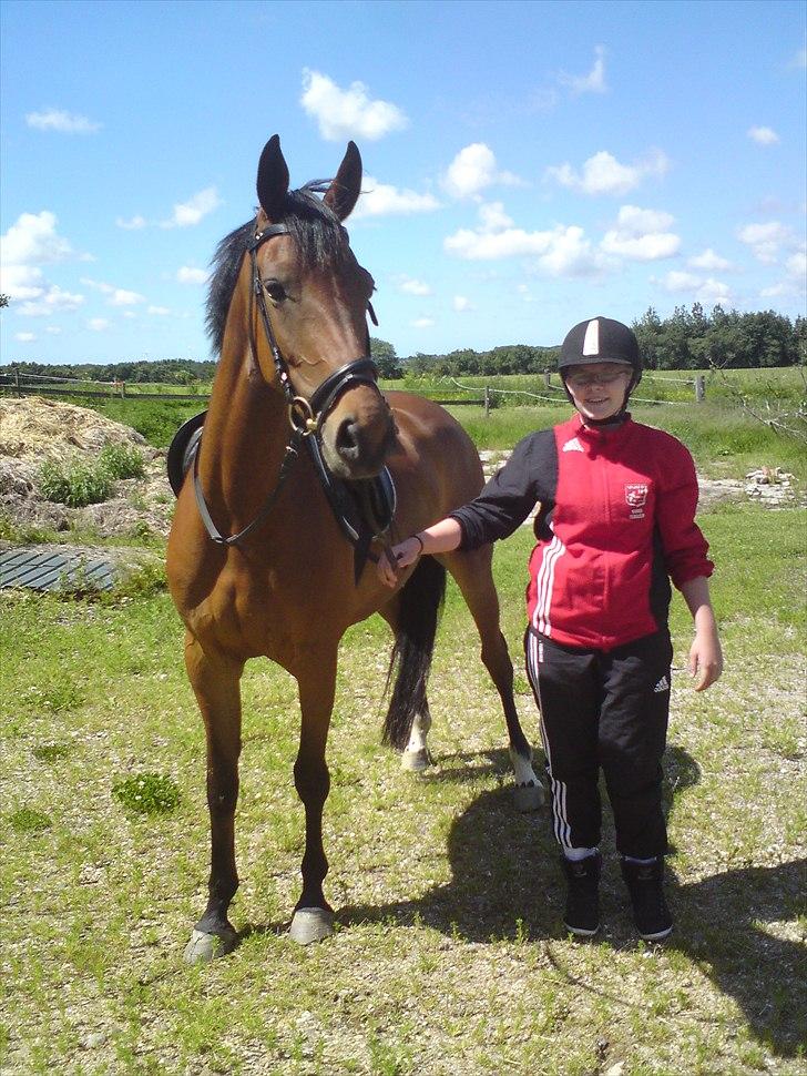 Dansk Varmblod Ringsdalsgaards Chateaux - Solgt! billede 3