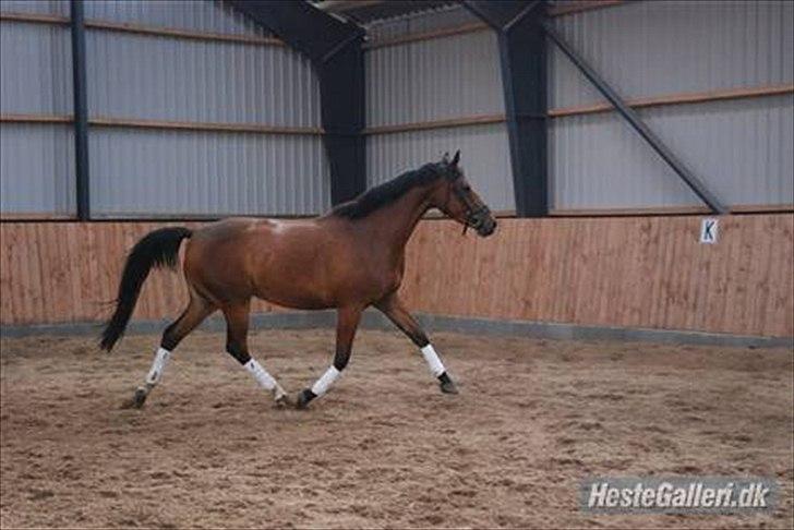 Dansk Varmblod Ringsdalsgaards Chateaux - Solgt! billede 4