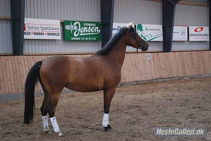 Dansk Varmblod Ringsdalsgaards Chateaux - Solgt! billede 2