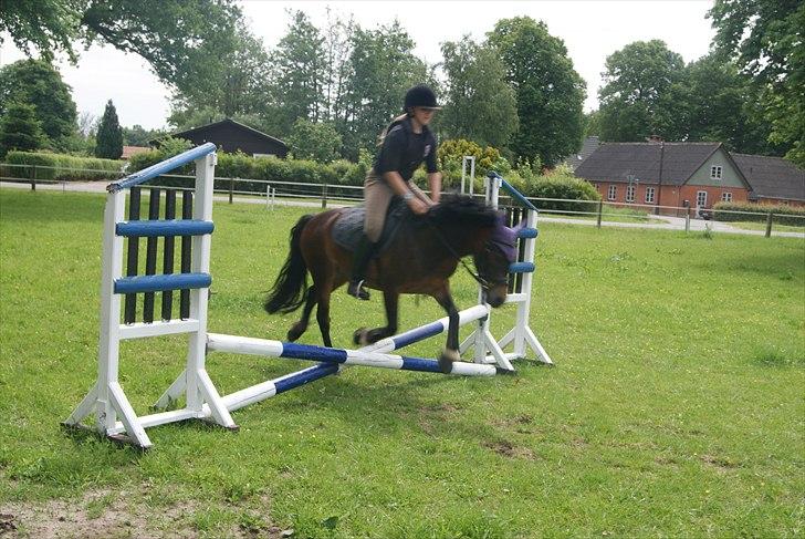 Dartmoor Innis Natron billede 16