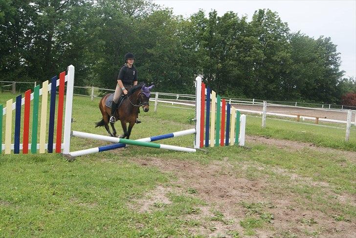 Dartmoor Innis Natron billede 17