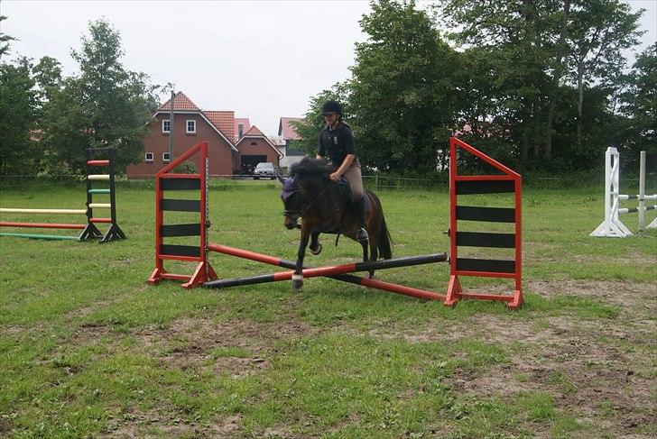 Dartmoor Innis Natron billede 18