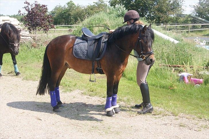 Dartmoor Innis Natron billede 19