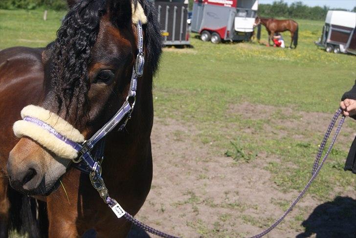 Dartmoor Innis Natron billede 1