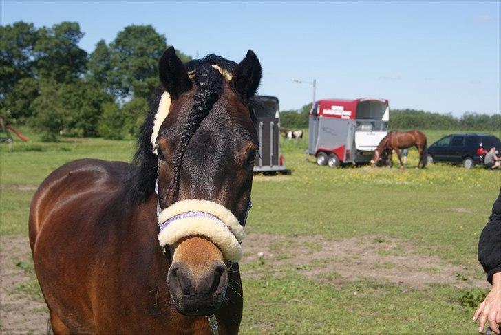 Dartmoor Innis Natron billede 20